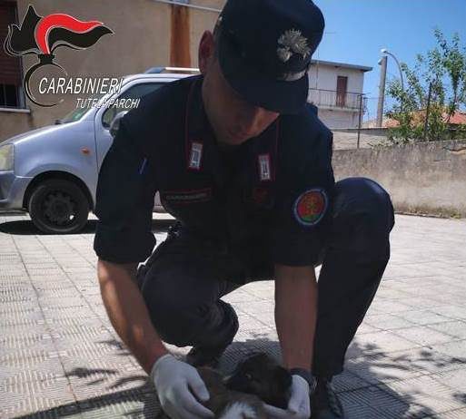 OPPIDO MAMERTINA(RC): DUE CUCCIOLI DI RAZZA METICCIA STRAPPATI DA UNA MORTE CERTA